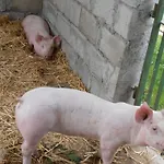 Vakantieboerderij La Casetta *