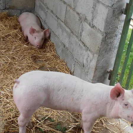 Farm stay La Casetta *