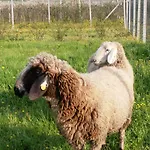 Agroturismo La Casetta Affi